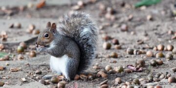 From squirrels to bats to wildfire smoke’s impact on birds