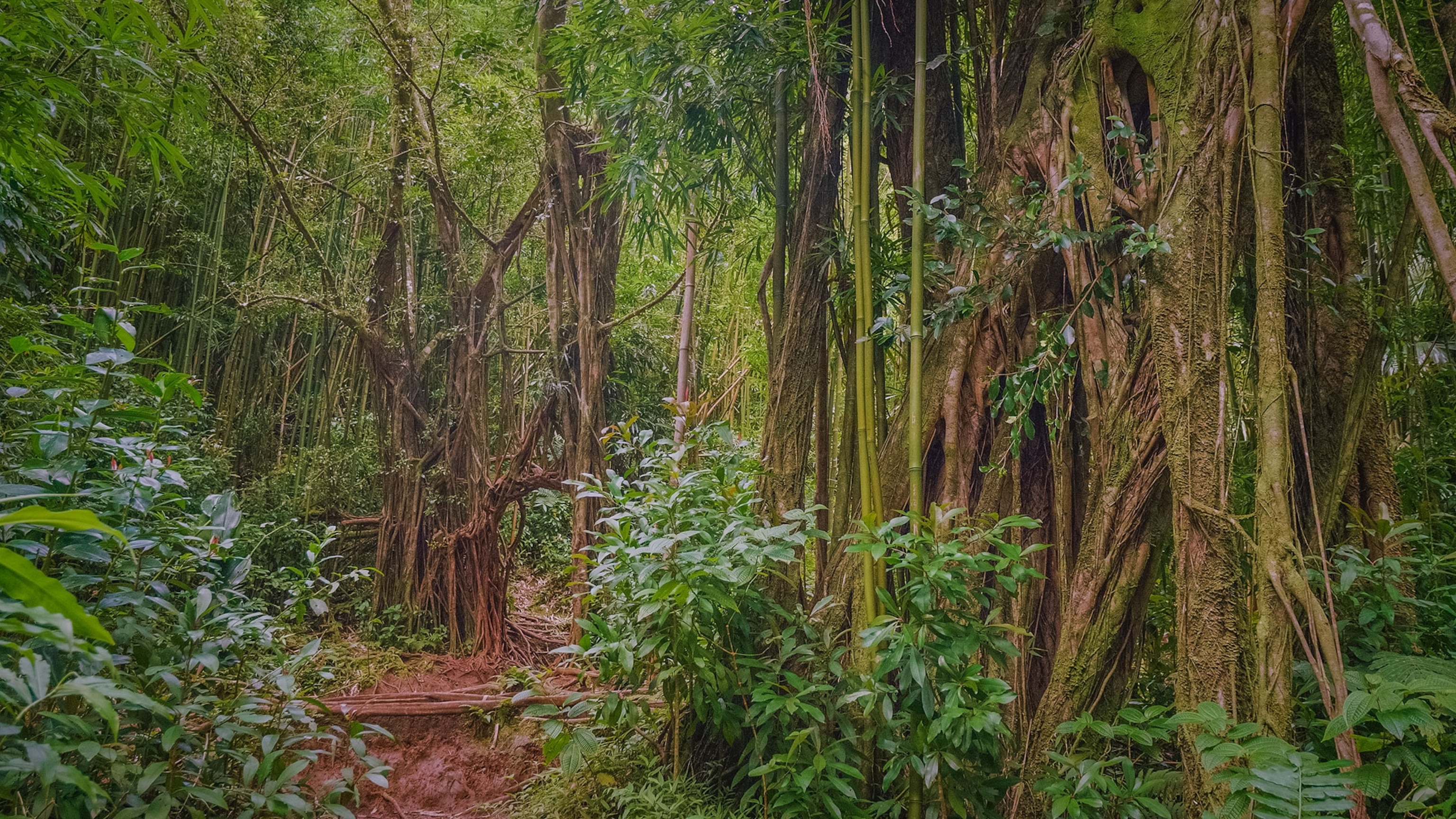 Trail surrounded by lush green forest. Large tree trunk with vine and bamboo around sit on the right side of the frame.