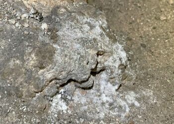 This photo provided by Carlsbad Caverns National Park shows mould growing where a bag of Cheetos was dropped off trail in the Big Room at the national park near Carlsbad.