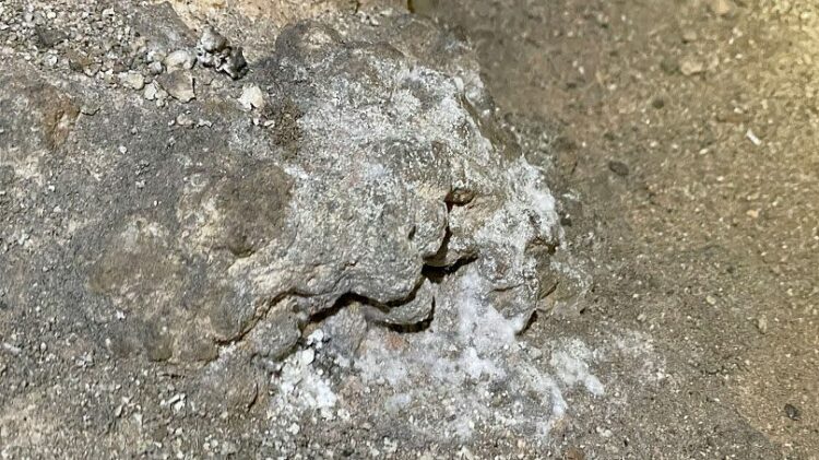 This photo provided by Carlsbad Caverns National Park shows mould growing where a bag of Cheetos was dropped off trail in the Big Room at the national park near Carlsbad.