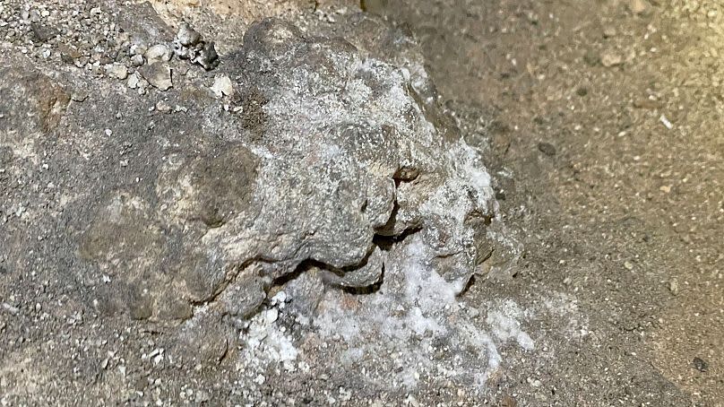 This photo provided by Carlsbad Caverns National Park shows mould growing where a bag of Cheetos was dropped off trail in the Big Room at the national park near Carlsbad. 