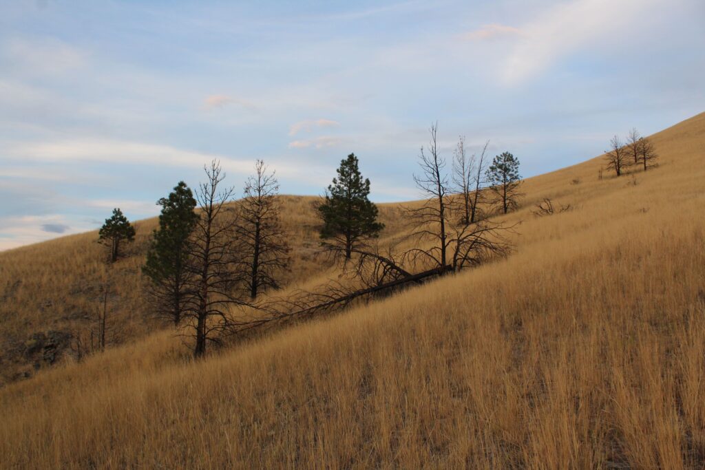 How fire remakes Montana’s landscapes 