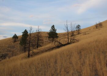 How fire remakes Montana’s landscapes 