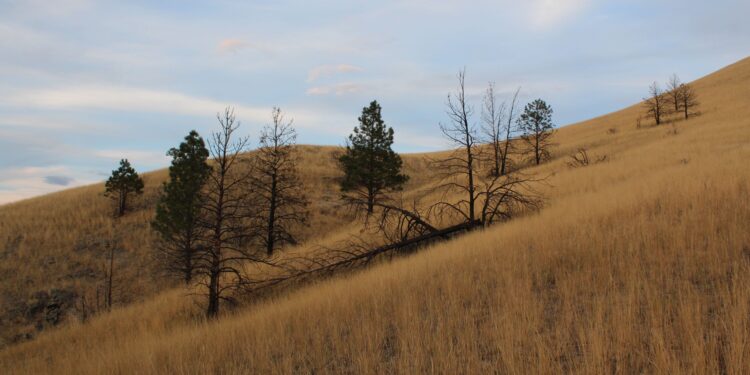 How fire remakes Montana’s landscapes 