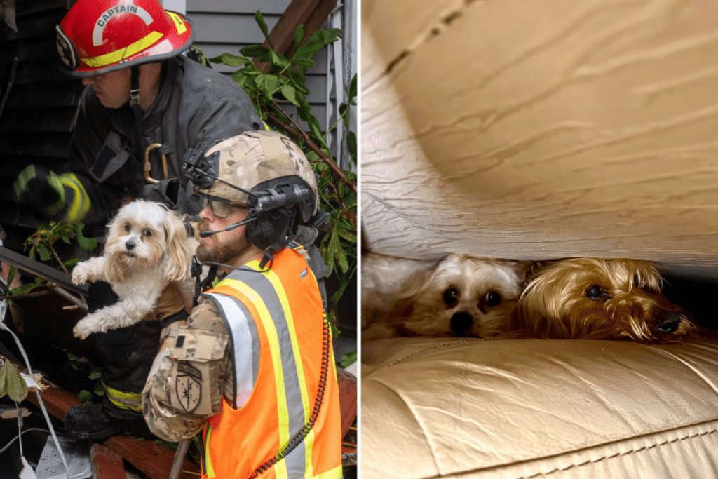 Rescued dogs in Alaska