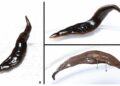 New species of flatworm invading the United States