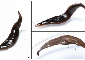 New species of flatworm invading the United States