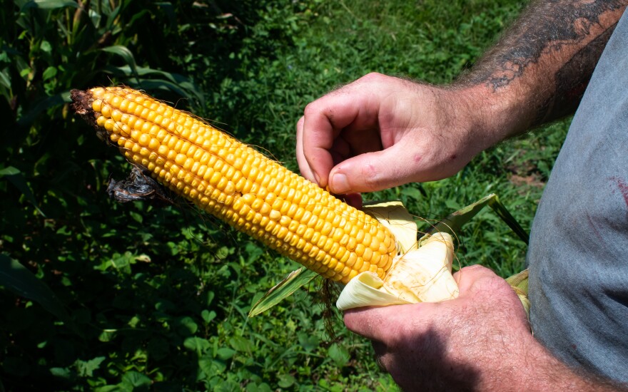 Russell Hedrick is expecting 140 to 150 bushels of corn per acre on his farm in Catawba County.