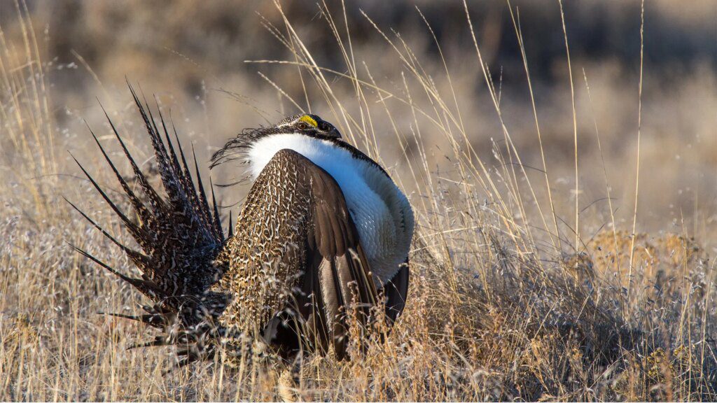 North Dakota is fortunate to have a small sage grouse population | The Mighty 790 KFGO