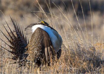 North Dakota is fortunate to have a small sage grouse population | The Mighty 790 KFGO