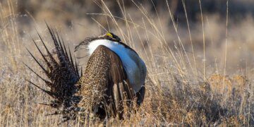 North Dakota is fortunate to have a small sage grouse population | The Mighty 790 KFGO