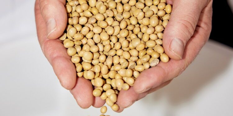 Note to Maine farmers: More soybeans, please