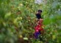 FILE - Farmer Alsi Yussuf, a refugee from Somalia, carries freshly picked tomatoes while harvesting vegetables for a community share program at Fresh Start Farm, Aug. 19, 2024, in Dunbarton, NH.