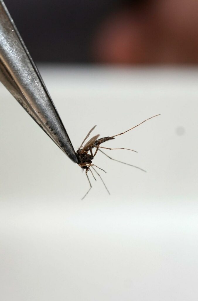 Mosquito samples are tested for mosquito-borne illnesses at the Rhode Island Department of Environmental Management's Office of Mosquito Abatement Coordination lab in Providence, Rhode Island.