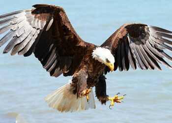 Sentencing set for man who killed 118 eagles in Montana