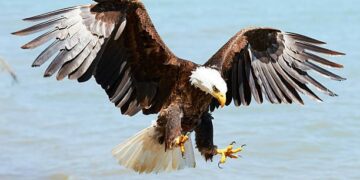 Sentencing set for man who killed 118 eagles in Montana