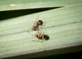 Two Lasius emarginatus workers drinking sugar water in a leaf