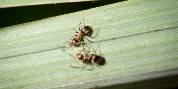 Two Lasius emarginatus workers drinking sugar water in a leaf