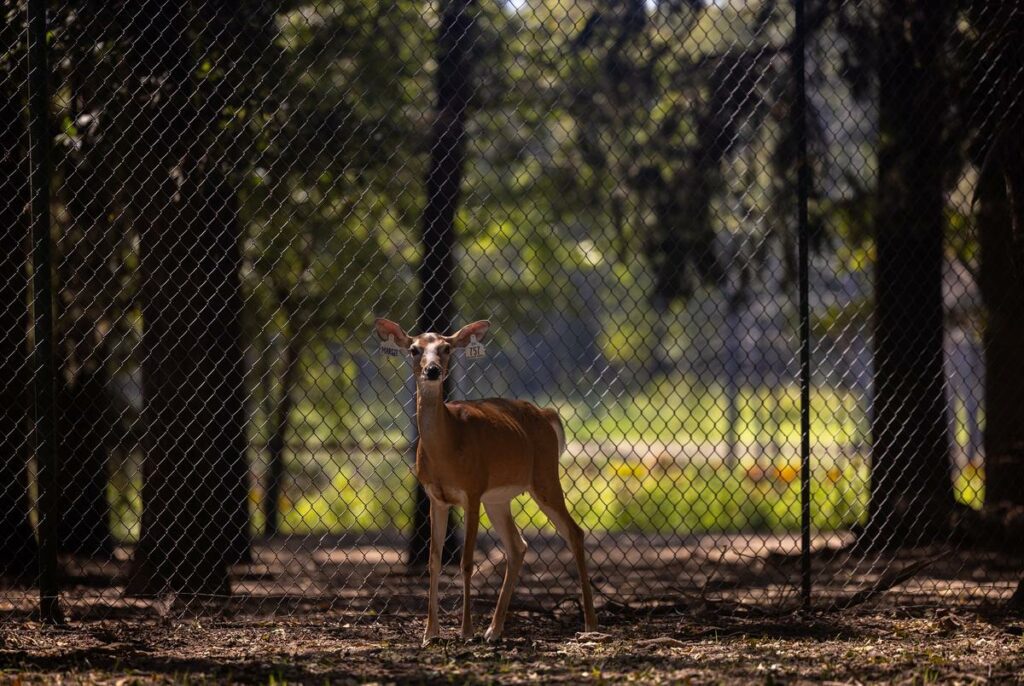 Does at John True's breeding facility in Terrell, Texas on Sept. 9, 2024.