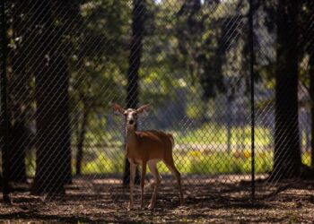 Does at John True's breeding facility in Terrell, Texas on Sept. 9, 2024.