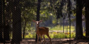 Does at John True's breeding facility in Terrell, Texas on Sept. 9, 2024.