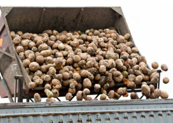 pumpkins being loaded onto truck