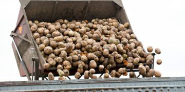 pumpkins being loaded onto truck