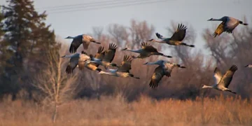 Brandon Withrow Sandhill cranes leaving the Platte River in the morning at Rowe Sanctuary in Kearny, Nebraska (Credit: Brandon Withrow)