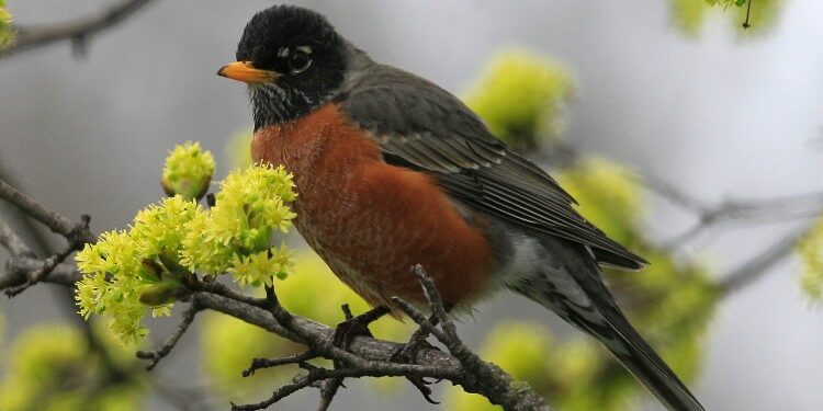 The long and short of migrations from Maine