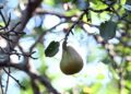 The lost pears of Maine