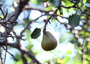 The lost pears of Maine