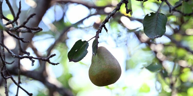 The lost pears of Maine