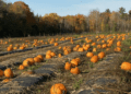 This Maine farm has the best pumpkin patch, corn maze in America