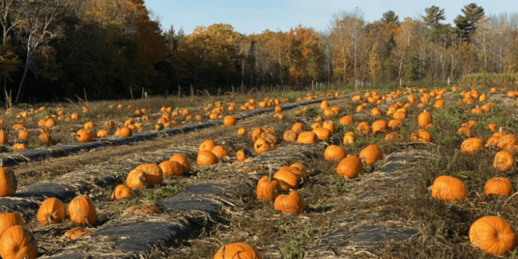 This Maine farm has the best pumpkin patch, corn maze in America