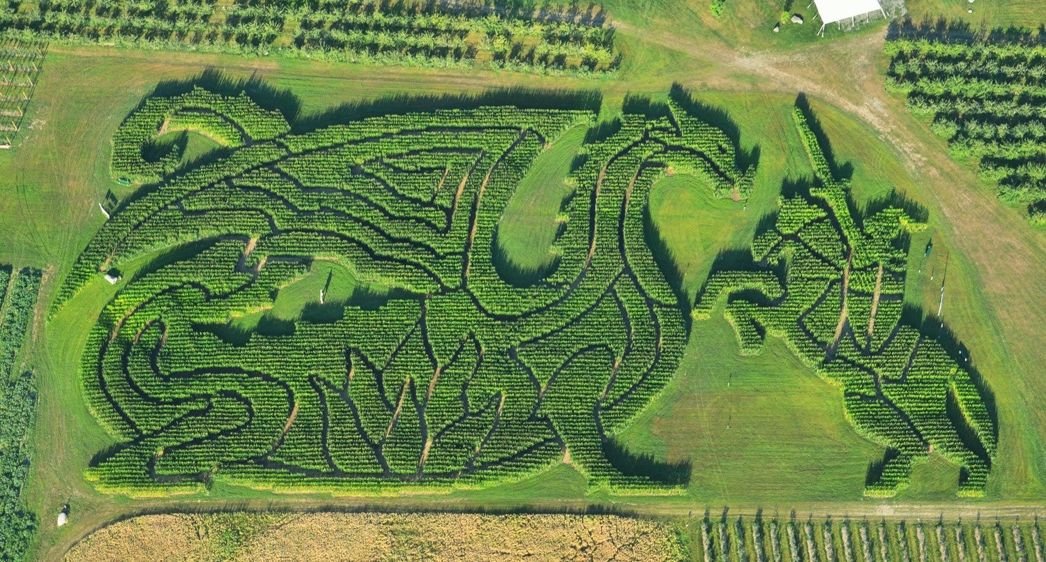 The Good Dragon maze at Treworgy Orchards.