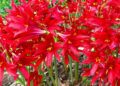 Oxblood lilies grow 12 to 14 inches and are a dependable plant for Texas gardeners.