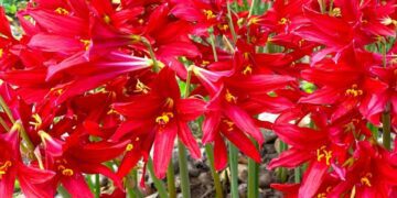 Oxblood lilies grow 12 to 14 inches and are a dependable plant for Texas gardeners.