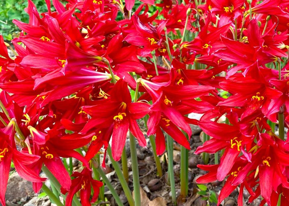 Oxblood lilies grow 12 to 14 inches and are a dependable plant for Texas gardeners.