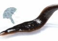 invasive flatworm