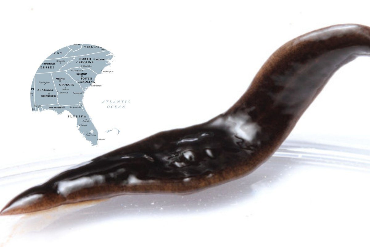 invasive flatworm