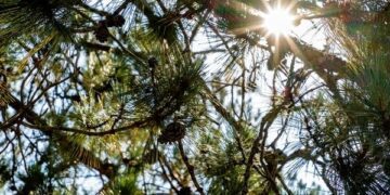 University of Minnesota’s Cloquet Forestry Center in Cloquet