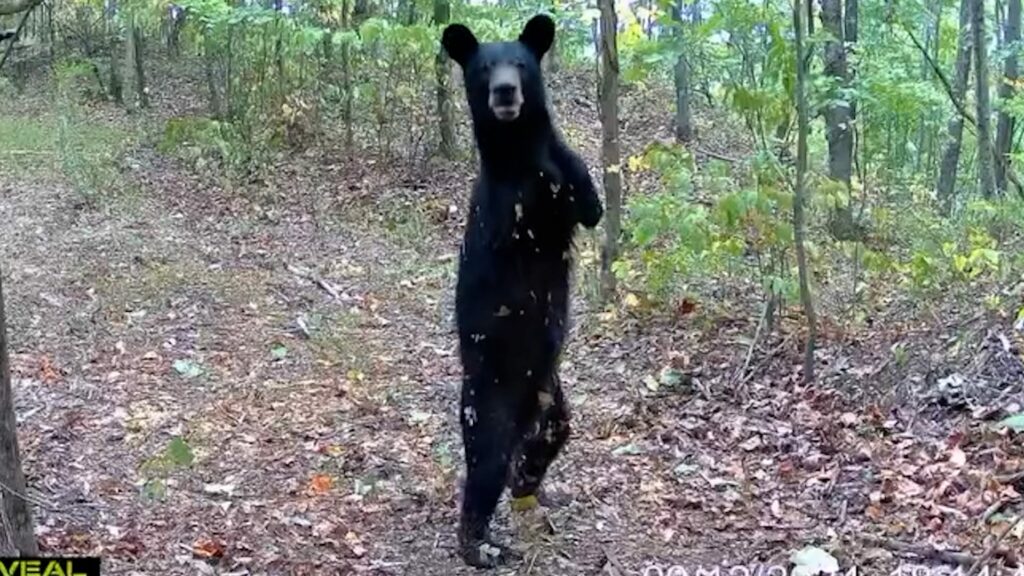 Two-legged bear seen in West Virginia's Appalachian Mountains: Video