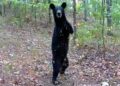 Two-legged bear seen in West Virginia's Appalachian Mountains: Video