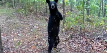 Two-legged bear seen in West Virginia's Appalachian Mountains: Video