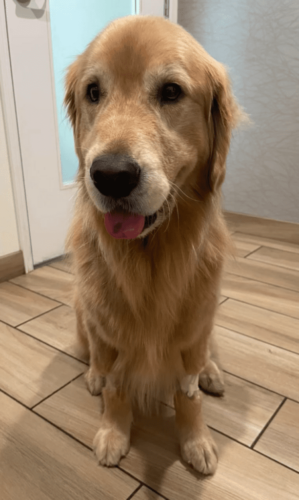 Beacon when he was visited by his owner at the hospital.