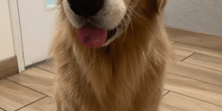 Beacon when he was visited by his owner at the hospital.