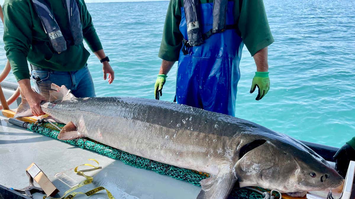 lake sturgeon michigan