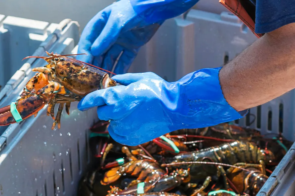 A fisherman wearing blue gloves is holding a live lobster while sorting lobsters by size in Maine .