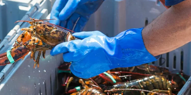 A fisherman wearing blue gloves is holding a live lobster while sorting lobsters by size in Maine .