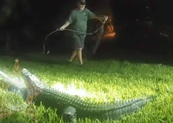 Watch as Florida officials wrangle 8-foot gator from front lawn